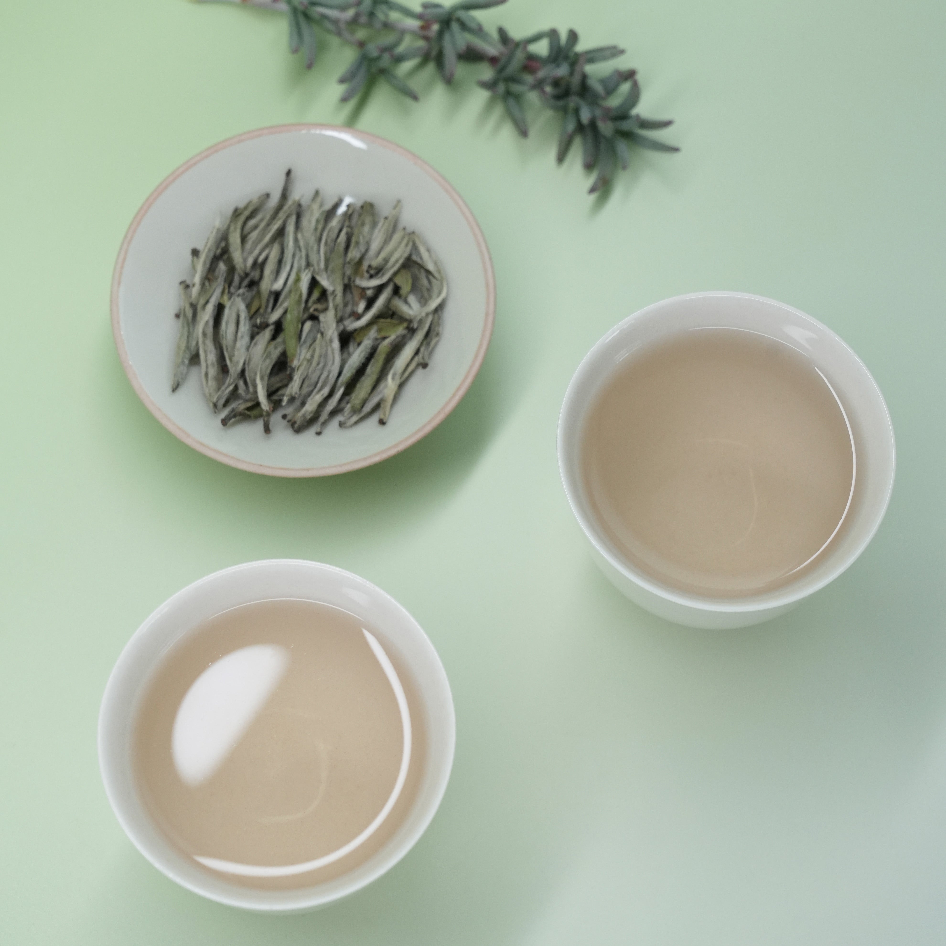 Exploring Silver Needle (白毫银针): The Pure Elegance of White Tea