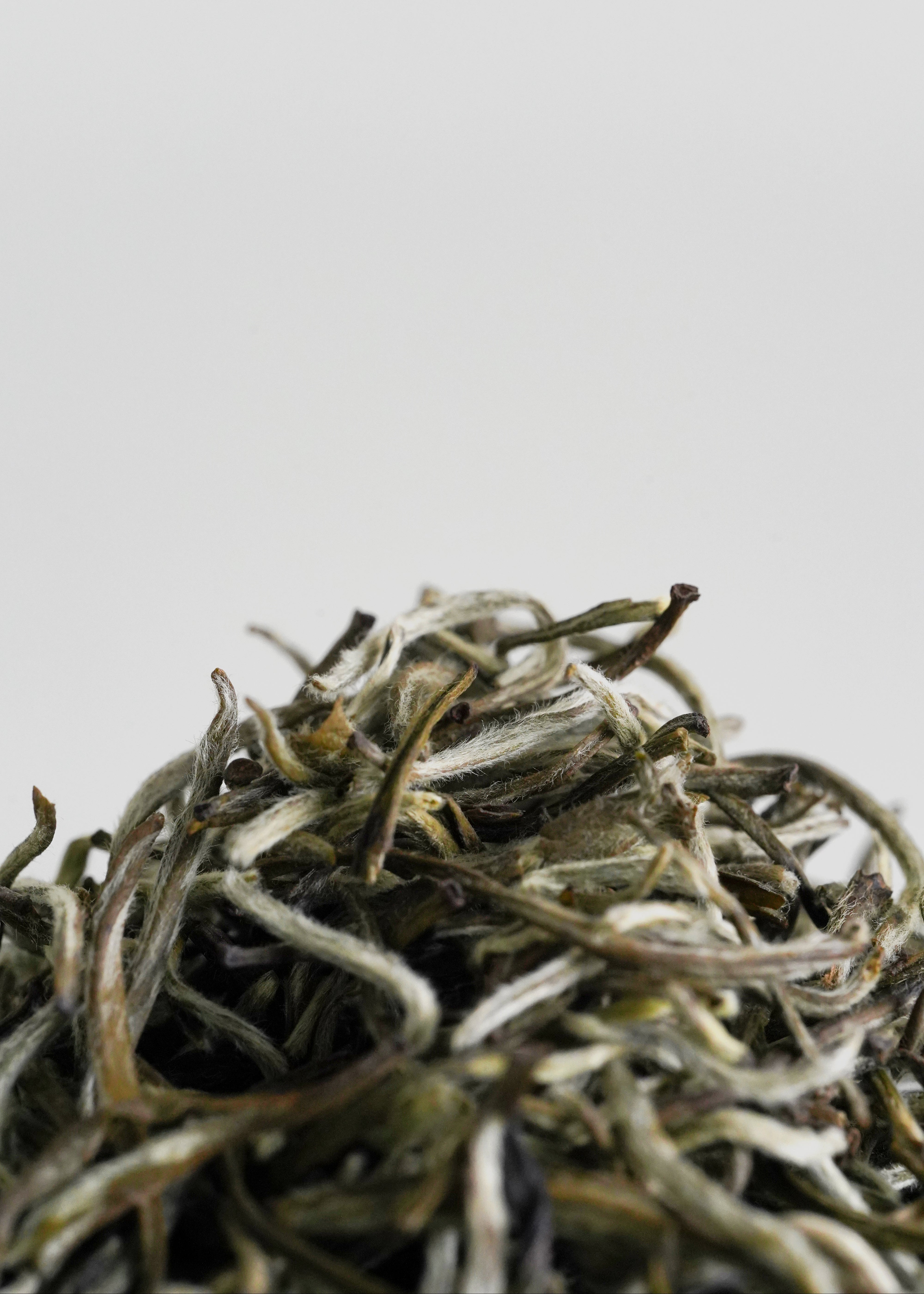Close-up of dried tea leaves on a light gray background. Jasmine green tea