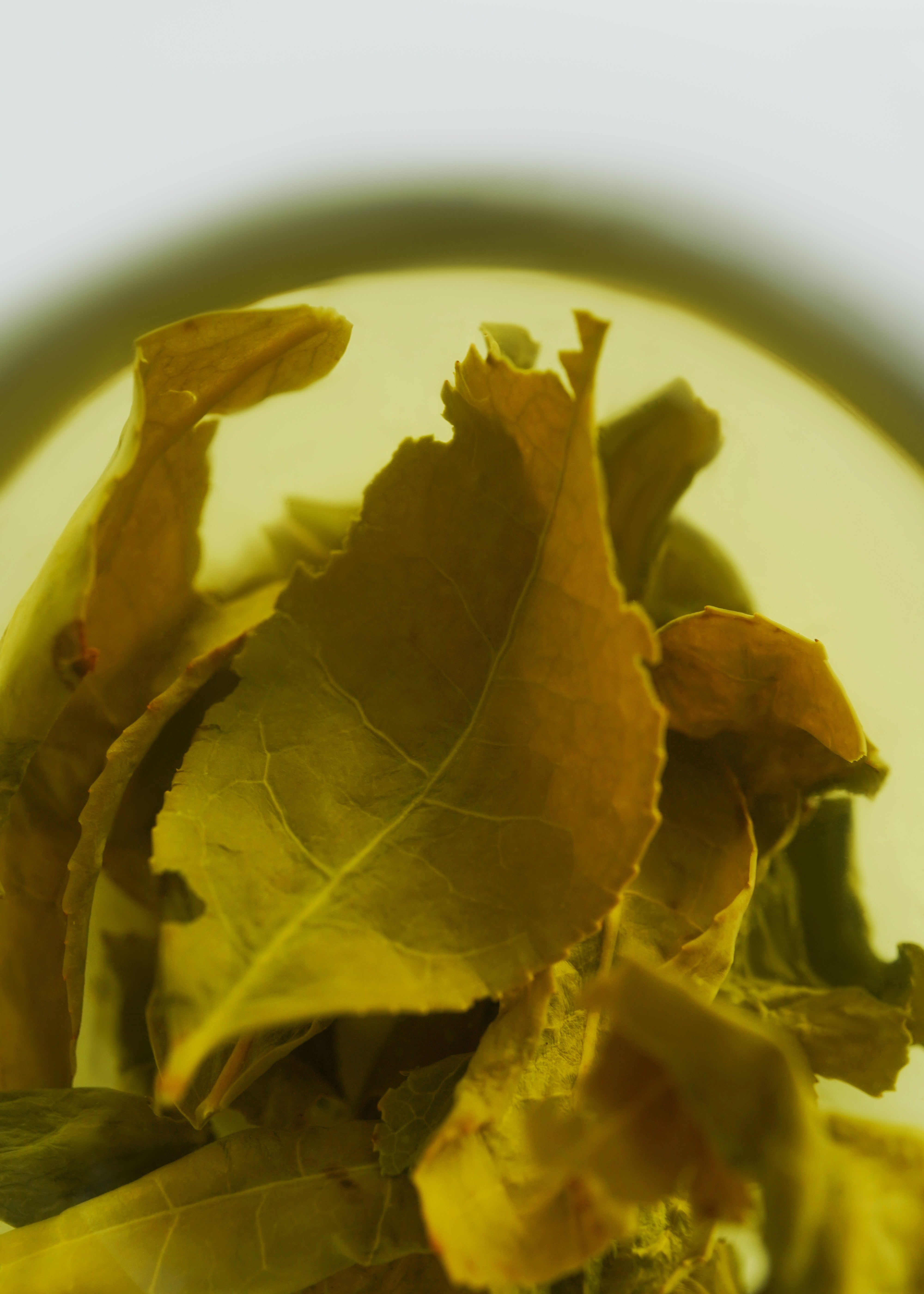 Close-up of unfurling tea leaves in a teacup.  Iron goddess