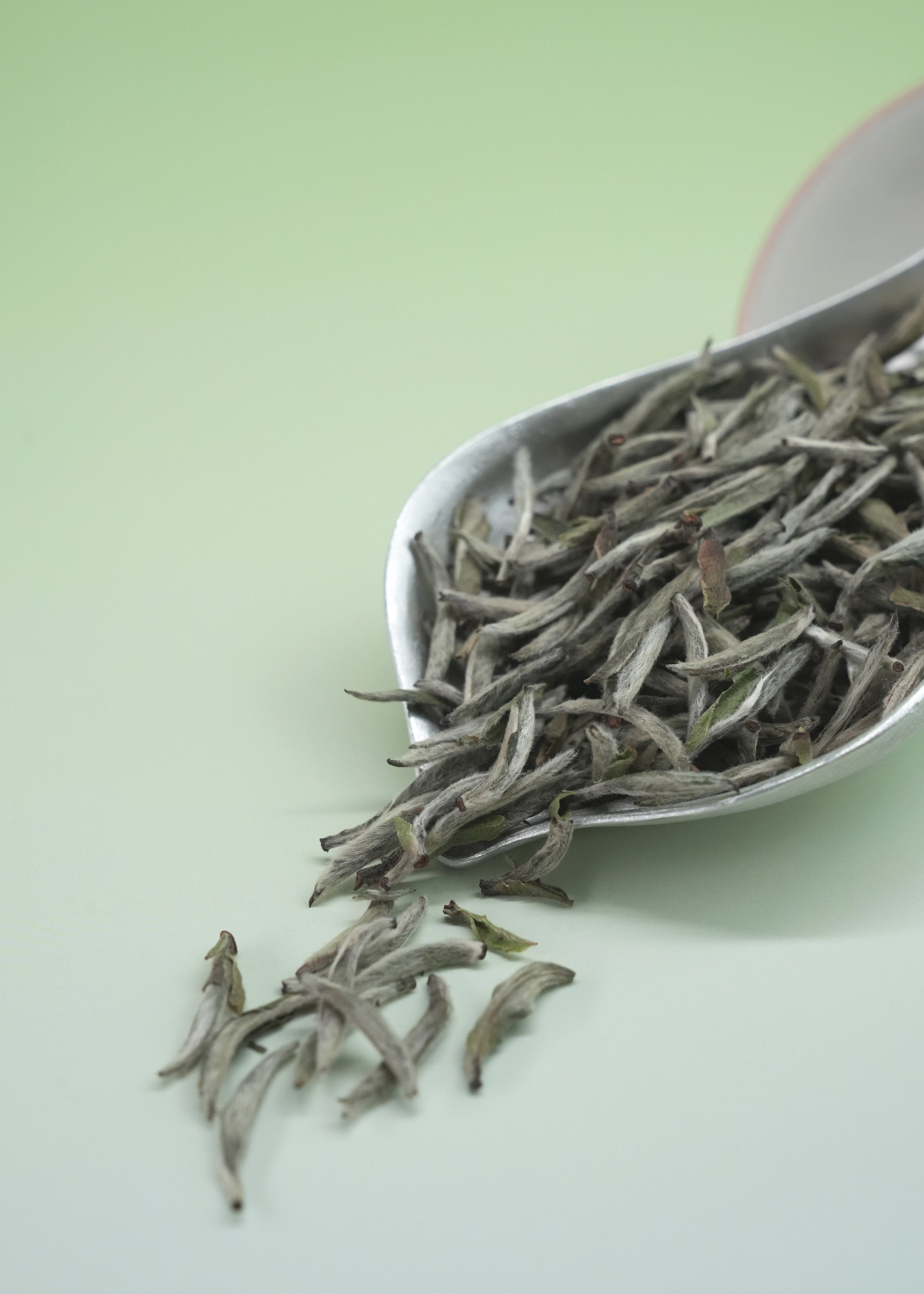 Silver Needle - White Tea